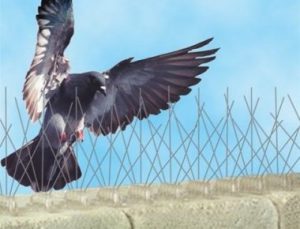 شركة تركيب طارد حمام بجدة